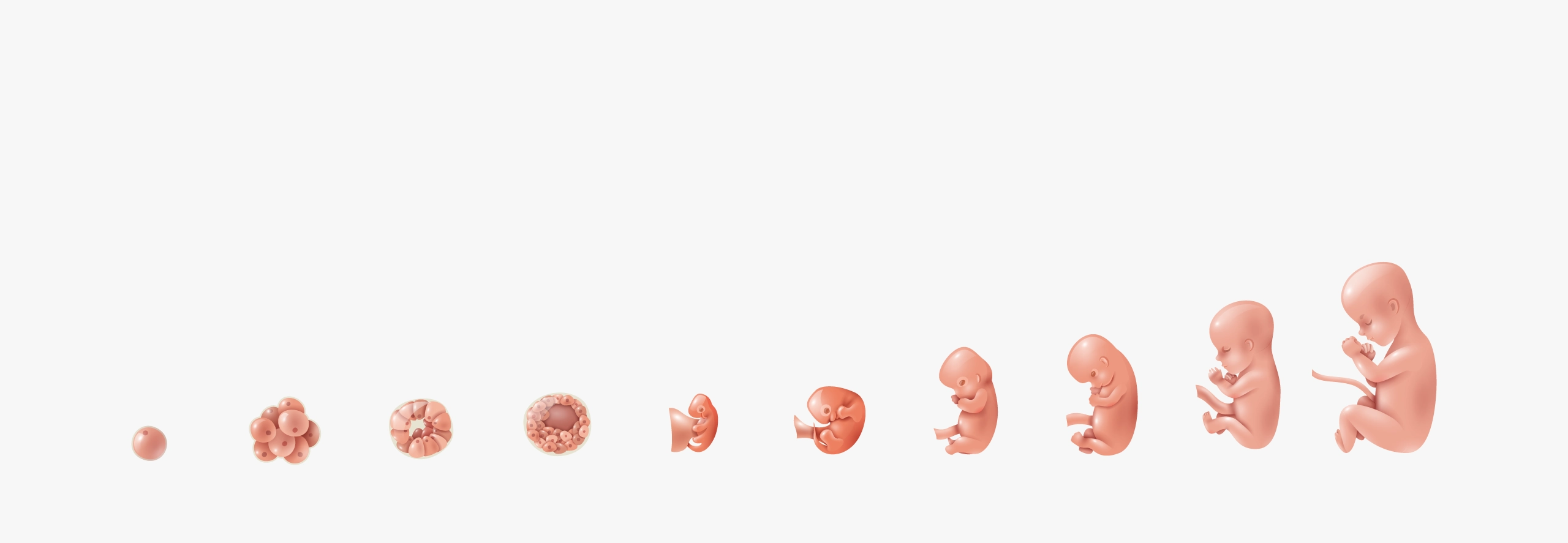 embryonale-ontwikkeling